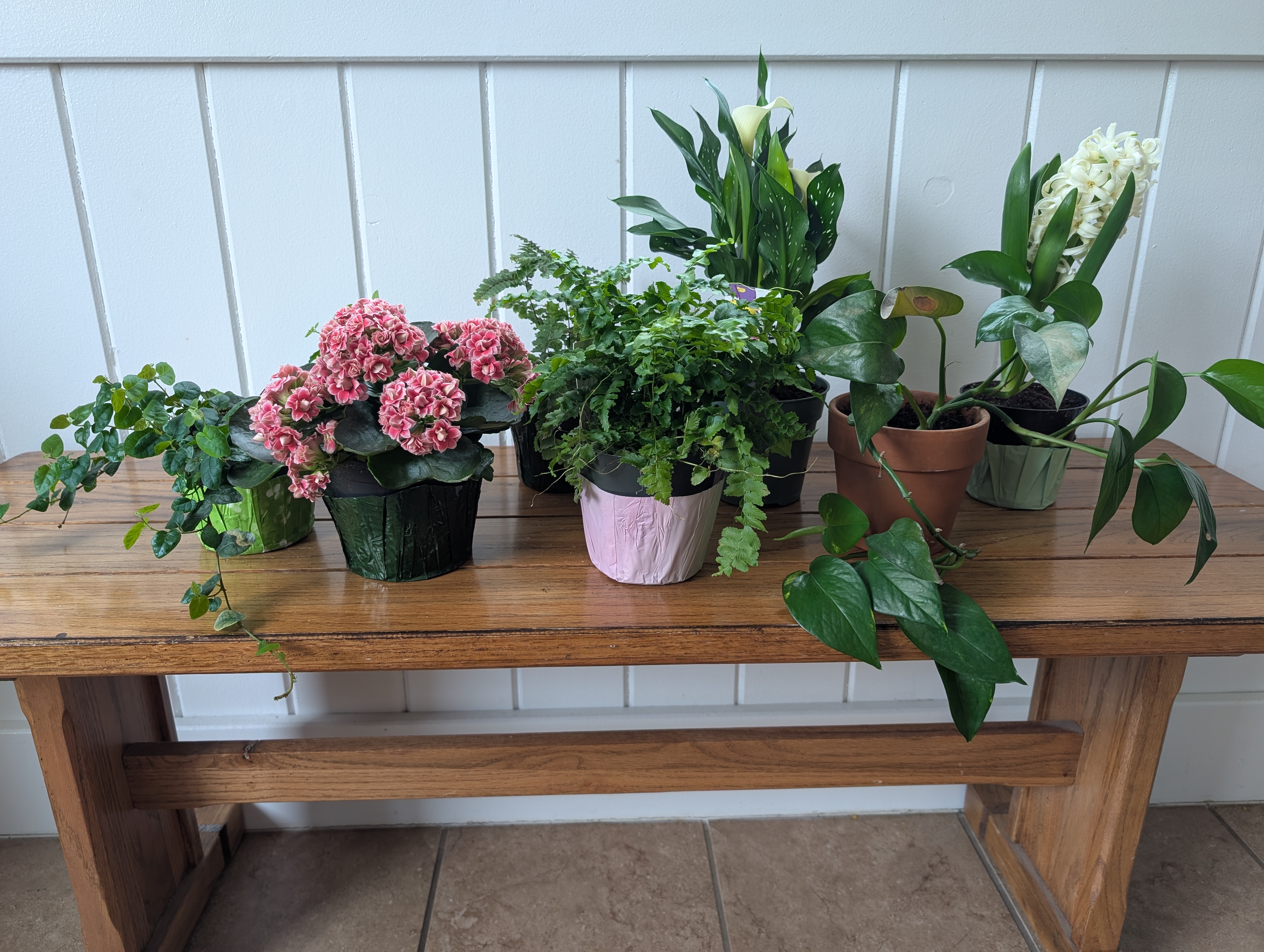 floral plants
